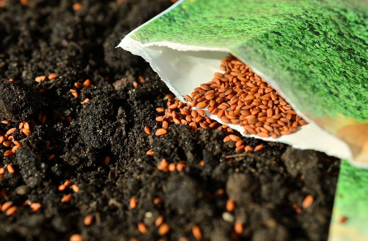 seeds, sow, garden-1302793.jpg