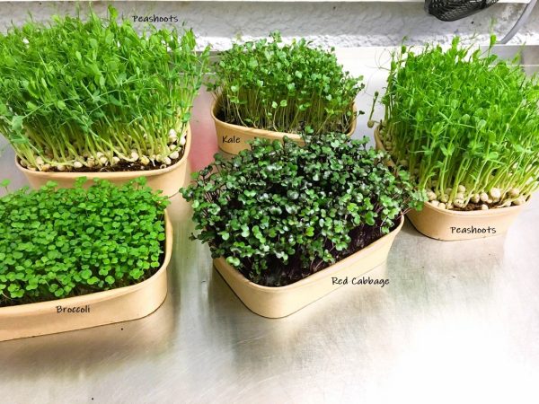 Children's Christmas Gift: Grow Your Own Microgreens Starter Kit - Image 6