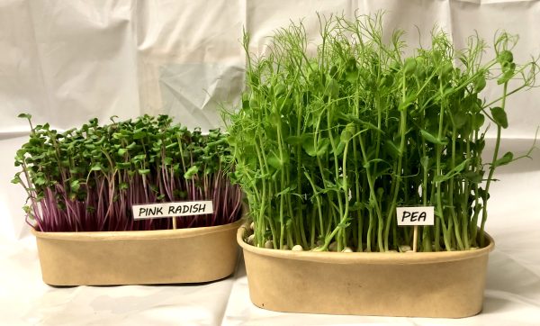 Christmas Gift: Grow Your Own Microgreens Starter Kit - Image 5