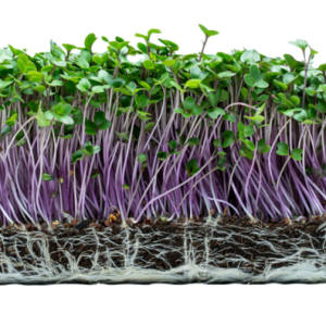 Kohlrabi Microgreen Seeds - 10g