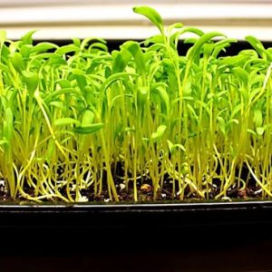 Chard Microgreen Seeds - 10g